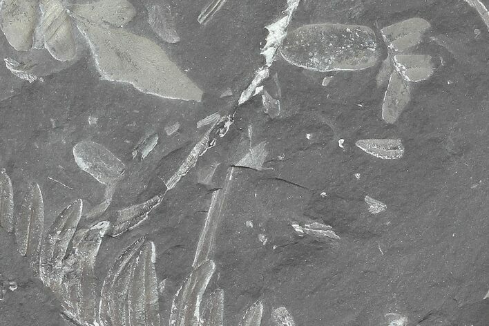 Wide Fossil Seed Fern Plate - Pennsylvania #76923